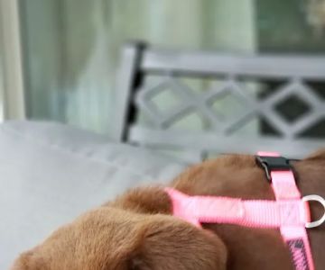 Fork Union Animal Clinic