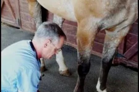 James River Equine Services - 1719 Yorktown DR Charlottesville