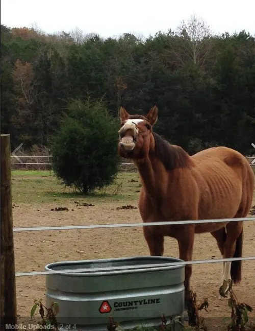 James River Equine Services - 1719 Yorktown DR Charlottesville 2