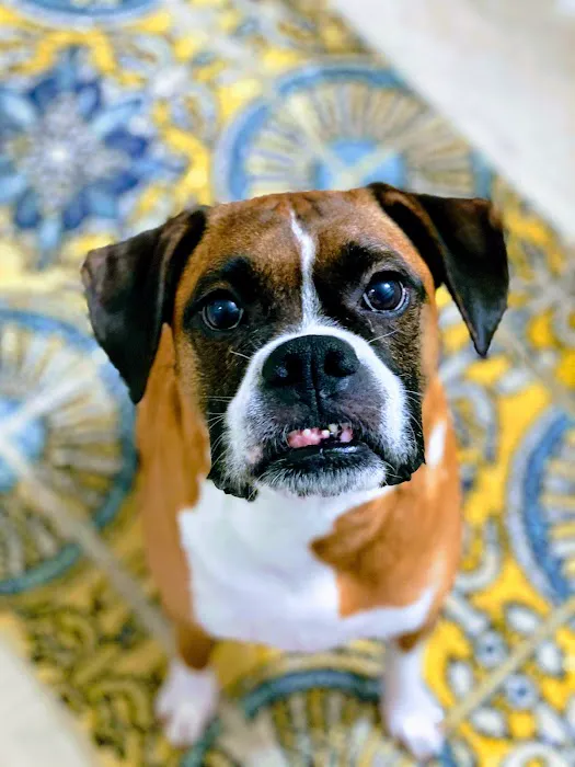 Charlottesville Veterinary Hsp: 7