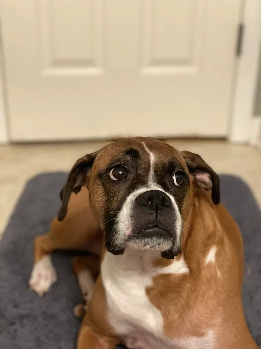 Charlottesville Veterinary Hsp: 4