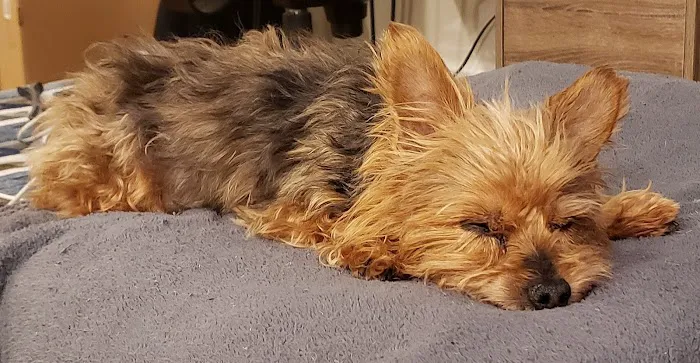 Charlottesville Veterinary Hsp: 6