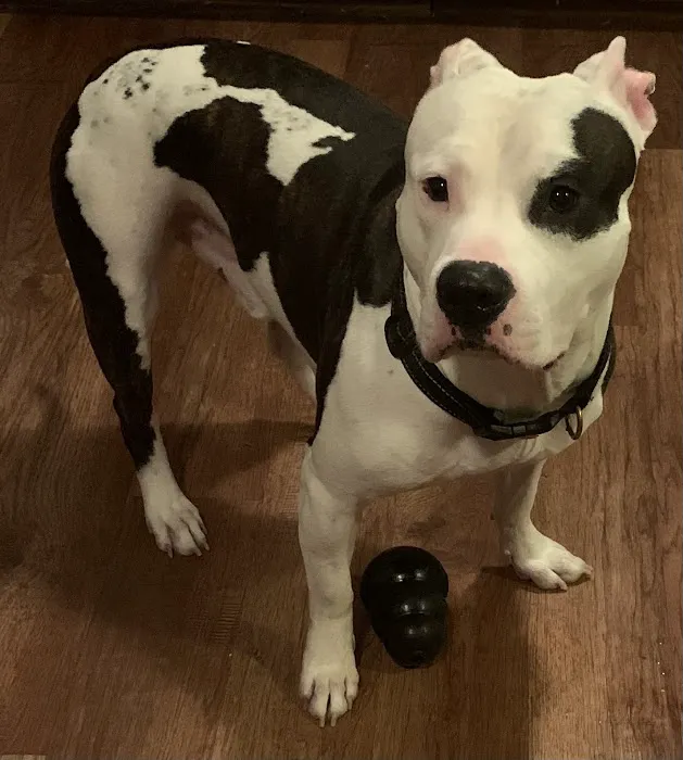 Charlottesville Veterinary Hsp: 1