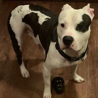 Charlottesville Veterinary Hsp: ico