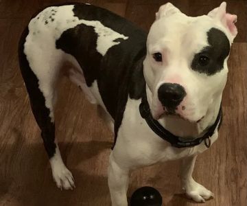 Charlottesville Veterinary Hsp: