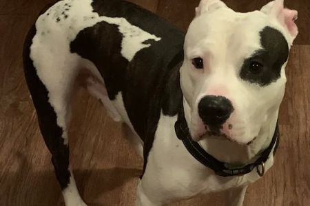 Charlottesville Veterinary Hsp: