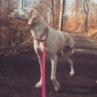 Mill Creek Veterinary Clinic ico