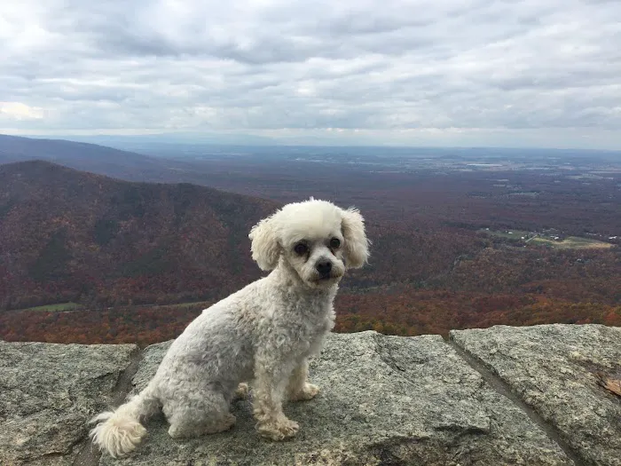 Monticello Animal Hospital 5