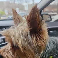 Monticello Animal Hospital ico