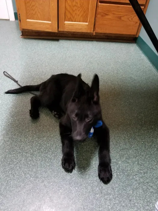 Old Dominion Animal Hospital Charlottesville 3