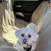 Airport Animal Clinic ico
