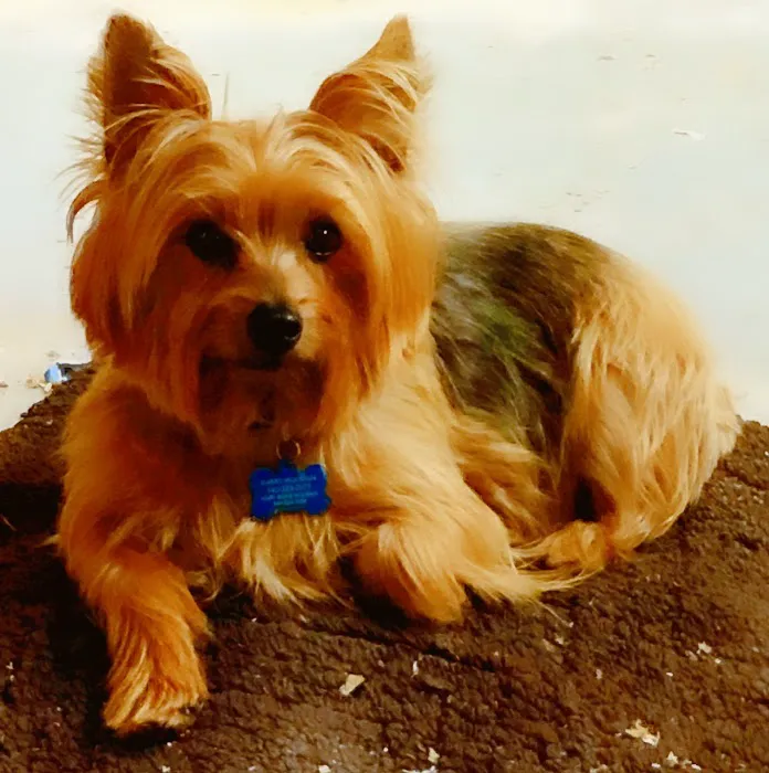Banfield Pet Hospital 4