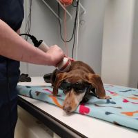 Hollymead Veterinary Hospital (formerly VETSS) ico
