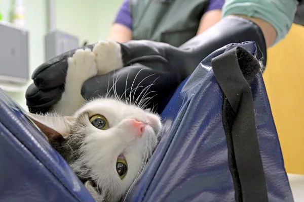 Hollymead Veterinary Hospital (formerly VETSS) 12