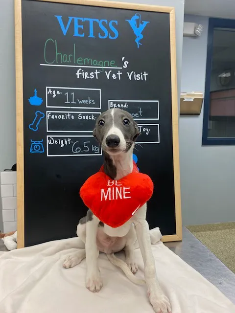 Hollymead Veterinary Hospital (formerly VETSS) 12