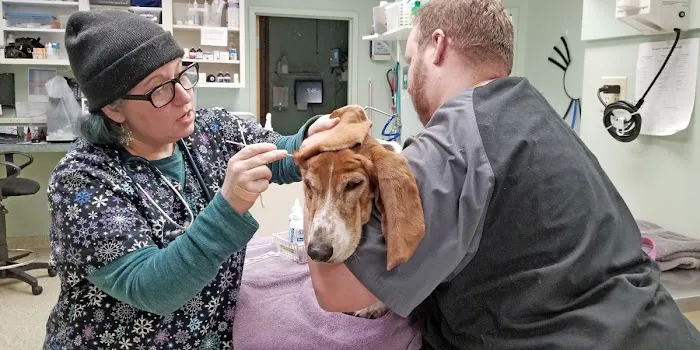 Hollymead Veterinary Hospital (formerly VETSS) 12