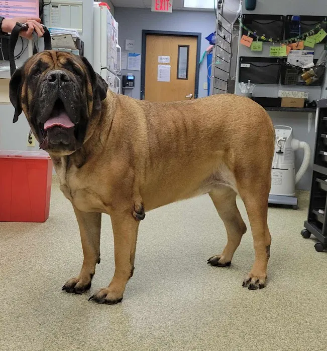 Hollymead Veterinary Hospital (formerly VETSS) 12