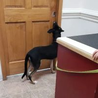 Spring Mills Veterinary Hospital ico