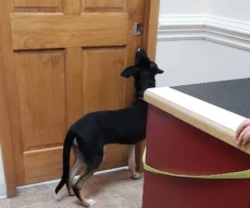 Spring Mills Veterinary Hospital