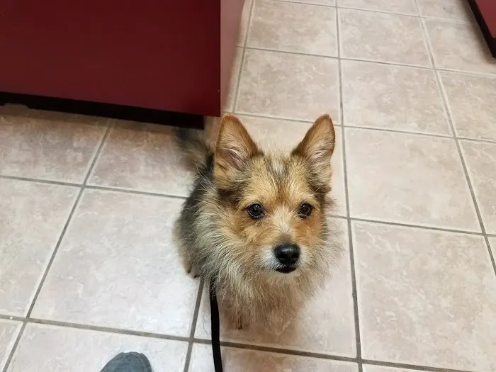 Spring Mills Veterinary Hospital 10