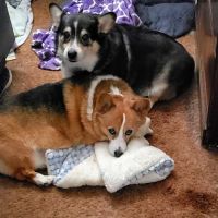 Ark Animal Clinic ico