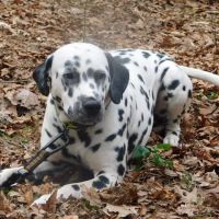 German River Veterinary Clinic ico