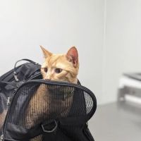 Pet Medical Center ico