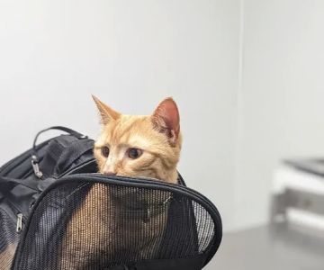 Pet Medical Center
