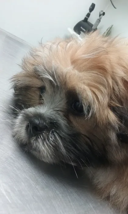 Pet Medical Center 7