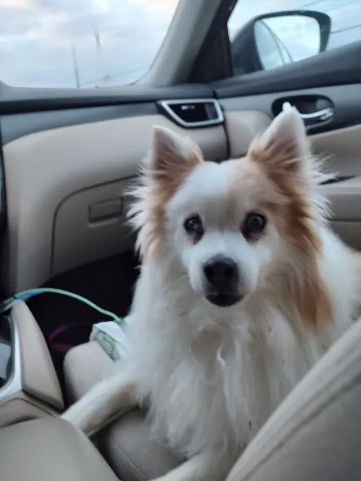 Pet Medical Center 4