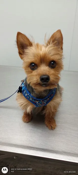 Pet Medical Center 9