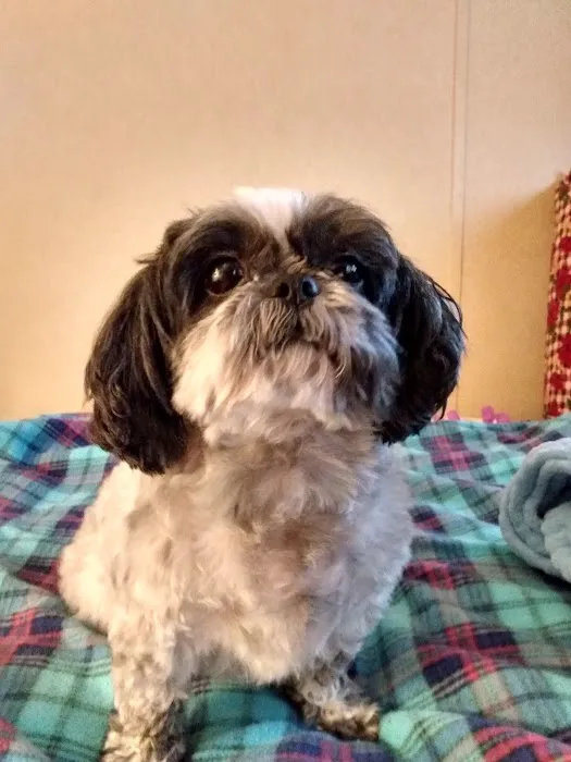 Peninsula Animal Hospital 1