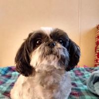 Peninsula Animal Hospital ico