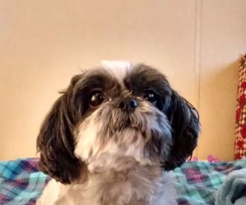 Peninsula Animal Hospital
