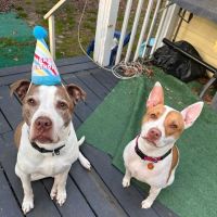 Banfield Pet Hospital ico