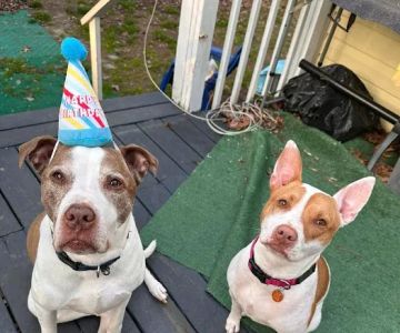 Banfield Pet Hospital