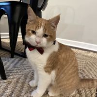 Veterinary Hospital ico