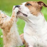 Winter Place Animal Hospital ico