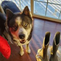 Pets ER Veterinary Office ico