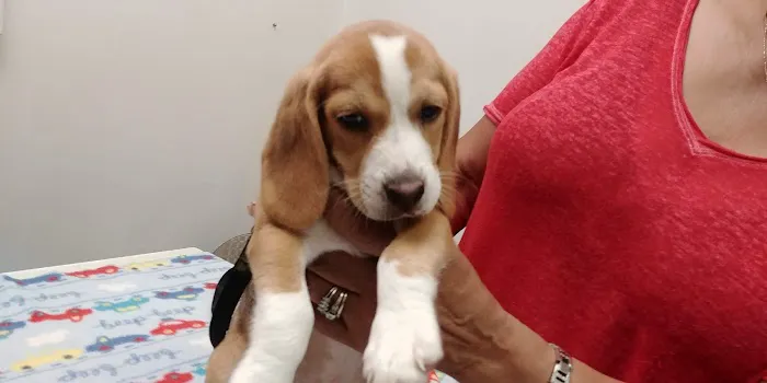 Salisbury Animal Hospital 8