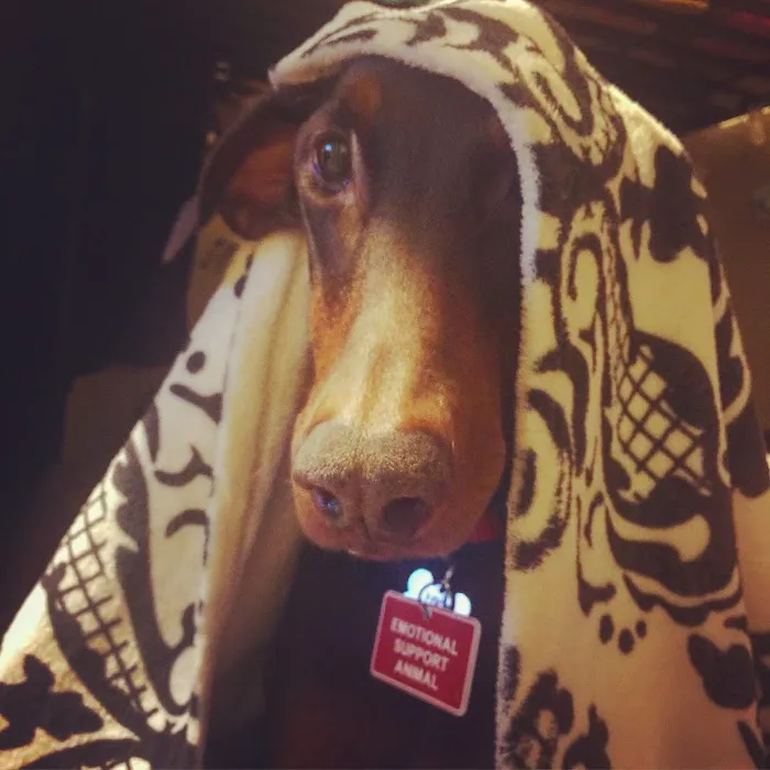 Salisbury Animal Hospital 4