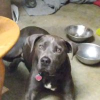 Salisbury Animal Hospital ico
