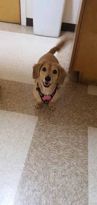 Yorktown Animal Hospital 12