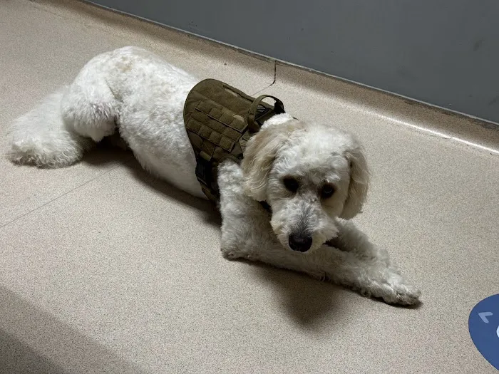 VCA Merrimac Animal Hospital 12