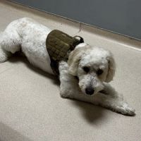 VCA Merrimac Animal Hospital ico