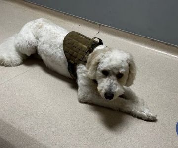 VCA Merrimac Animal Hospital