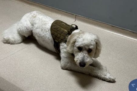 VCA Merrimac Animal Hospital