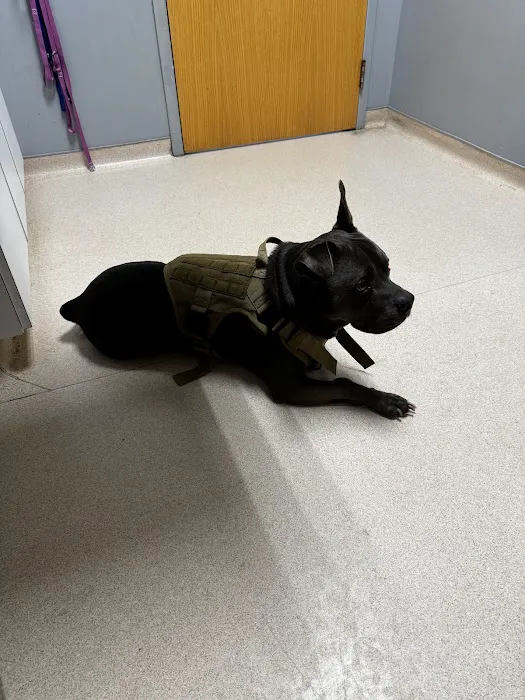 VCA Merrimac Animal Hospital 12