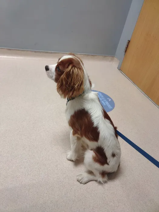 VCA Merrimac Animal Hospital 12