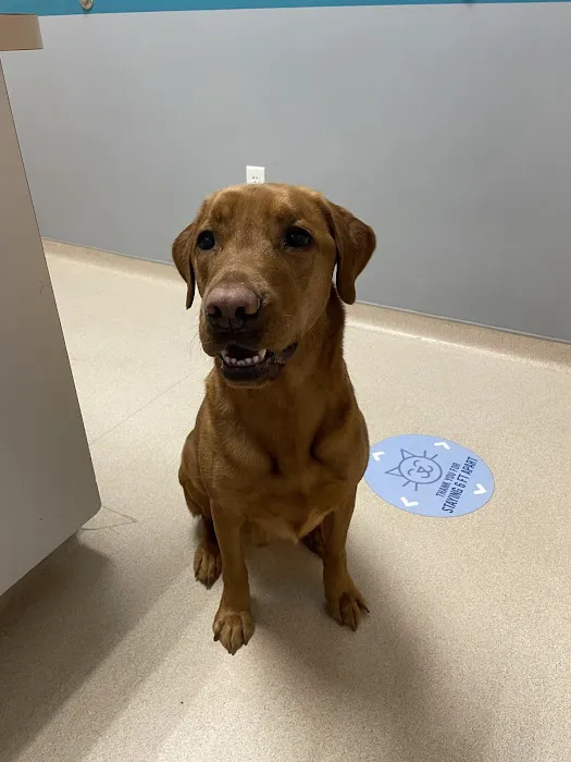 VCA Merrimac Animal Hospital 12